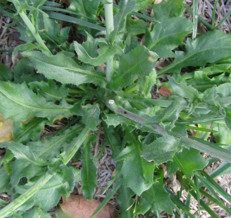 Shepherd's Purse Nature's Restaurant A Complete Wild Food Guide